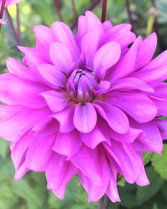 Dahlia Bluetiful6